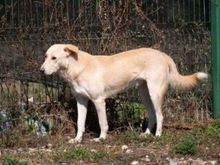 TOKYO, Hund, Mischlingshund in Rumänien - Bild 22