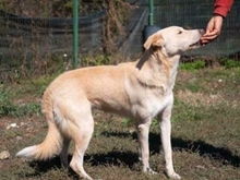 TOKYO, Hund, Mischlingshund in Rumänien - Bild 24