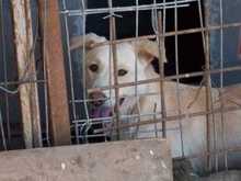 TOKYO, Hund, Mischlingshund in Rumänien - Bild 27