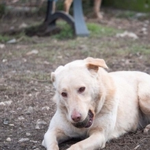 TOKYO, Hund, Mischlingshund in Rumänien - Bild 29