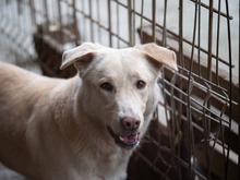 TOKYO, Hund, Mischlingshund in Rumänien - Bild 3