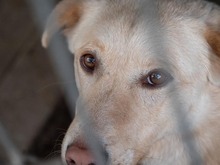 TOKYO, Hund, Mischlingshund in Rumänien - Bild 6