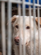 TOKYO, Hund, Mischlingshund in Rumänien - Bild 7