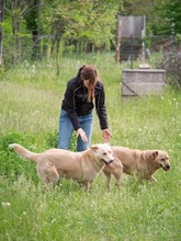 TOKYO, Hund, Mischlingshund in Rumänien - Bild 9