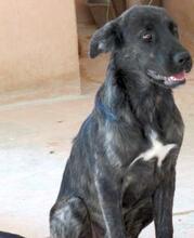 ZEUS3, Hund, Mischlingshund in Zypern - Bild 3