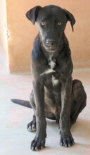 APOLLO3, Hund, Mischlingshund in Zypern - Bild 11