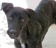 APOLLO3, Hund, Mischlingshund in Zypern - Bild 12