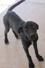 APOLLO3, Hund, Mischlingshund in Zypern - Bild 2