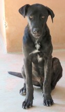 APOLLO3, Hund, Mischlingshund in Zypern - Bild 3