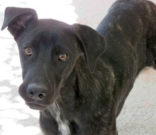 APOLLO3, Hund, Mischlingshund in Zypern - Bild 4