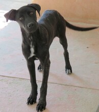 APOLLO3, Hund, Mischlingshund in Zypern - Bild 5