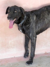 APOLLO3, Hund, Mischlingshund in Zypern - Bild 6