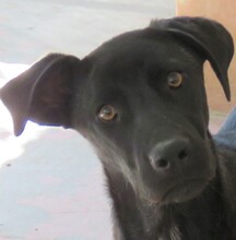APOLLO3, Hund, Mischlingshund in Zypern - Bild 9