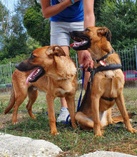 SAMUNDSANDY, Hund, Deutscher Schäferhund-Mix in Italien - Bild 2