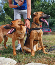 SAMUNDSANDY, Hund, Deutscher Schäferhund-Mix in Italien - Bild 4