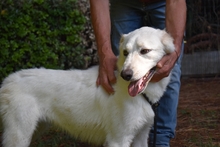 ARISTEO, Hund, Maremmano-Mix in Italien