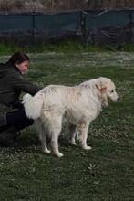 ATTICUS, Hund, Maremmano in Italien - Bild 3