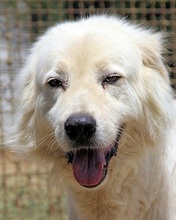 ATTICUS, Hund, Mischlingshund in Italien - Bild 1