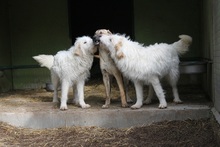 DEIANIRA, Hund, Maremmano-Mix in Italien - Bild 4