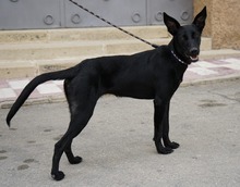 JASPE, Hund, Mischlingshund in Spanien - Bild 10