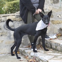 JASPE, Hund, Mischlingshund in Spanien - Bild 12