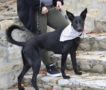 JASPE, Hund, Mischlingshund in Spanien - Bild 3