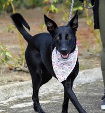 JASPE, Hund, Mischlingshund in Spanien - Bild 4
