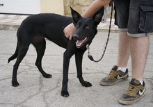 JASPE, Hund, Mischlingshund in Spanien - Bild 8