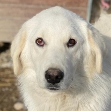 IDALLO, Hund, Mischlingshund in Griechenland - Bild 1
