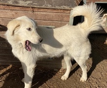 IDALLO, Hund, Mischlingshund in Griechenland - Bild 15