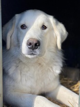 IDALLO, Hund, Mischlingshund in Griechenland - Bild 16