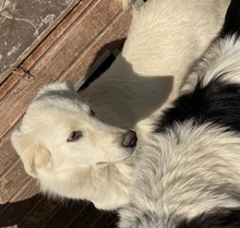 IDALLO, Hund, Mischlingshund in Griechenland - Bild 17