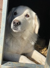IDALLO, Hund, Mischlingshund in Griechenland - Bild 18