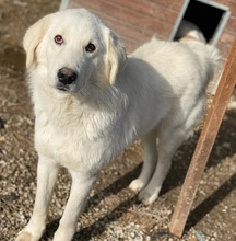 IDALLO, Hund, Mischlingshund in Griechenland - Bild 2
