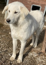 IDALLO, Hund, Mischlingshund in Griechenland - Bild 4
