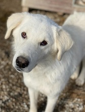 IDALLO, Hund, Mischlingshund in Griechenland - Bild 5