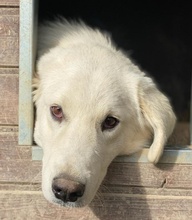 IDALLO, Hund, Mischlingshund in Griechenland - Bild 6