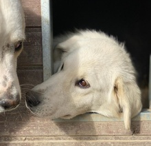 IDALLO, Hund, Mischlingshund in Griechenland - Bild 7