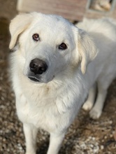 IDALLO, Hund, Mischlingshund in Griechenland - Bild 8