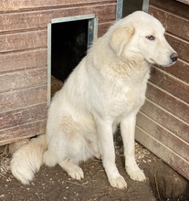 IDALLO, Hund, Mischlingshund in Griechenland - Bild 9