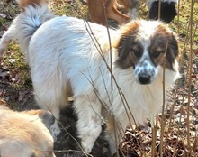 ADAM, Hund, Mischlingshund in Kroatien - Bild 10