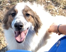 ADAM, Hund, Mischlingshund in Kroatien - Bild 12