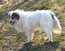 ADAM, Hund, Mischlingshund in Kroatien - Bild 15