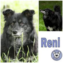 RENI, Hund, Mischlingshund in Singhofen