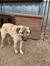 RUSTY, Hund, Mischlingshund in Rumänien - Bild 10