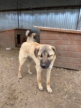 RUSTY, Hund, Mischlingshund in Rumänien - Bild 11