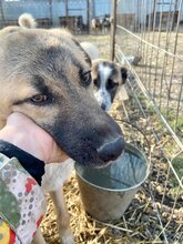 RUSTY, Hund, Mischlingshund in Rumänien - Bild 13