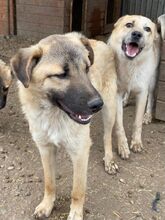 RUSTY, Hund, Mischlingshund in Rumänien - Bild 15