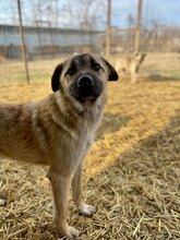 RUSTY, Hund, Mischlingshund in Rumänien - Bild 16