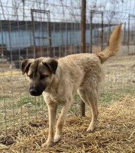 RUSTY, Hund, Mischlingshund in Rumänien - Bild 17